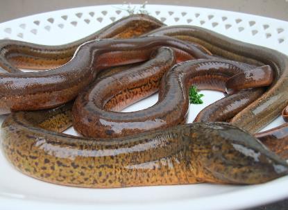 怎樣清洗黃鱔？黃鱔怎么清洗才沒腥味