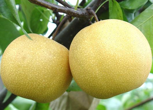 梨的功效與作用：咳嗽怎么吃梨？咳嗽吃梨有講究