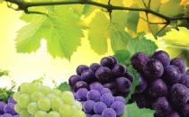 葡萄上市季：多食生內熱，易腹瀉