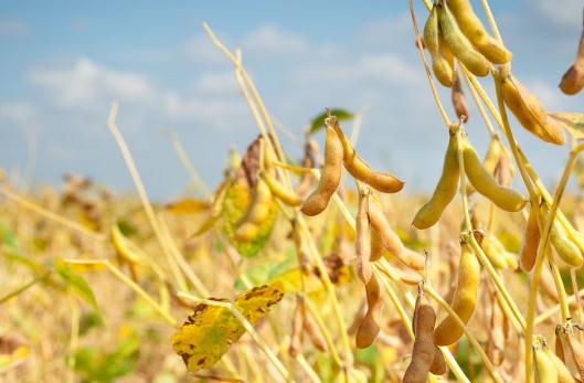 怎么吃黃豆能夠減肥？黃豆減肥法