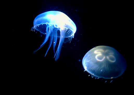 水母怎么養(yǎng)？水母是怎么運(yùn)動(dòng)的？