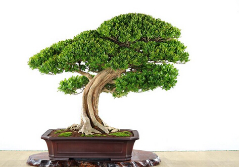 黃楊與家居風(fēng)格的搭配-黃楊的養(yǎng)殖方法