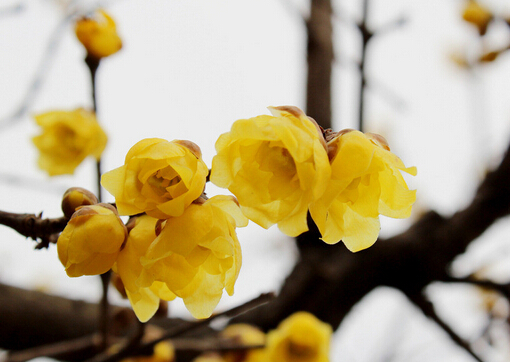 臘梅對(duì)家居環(huán)境的影響-臘梅的風(fēng)水學(xué)應(yīng)用