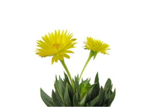 黃花照波與家居風(fēng)格的搭配-黃花照波的風(fēng)水學(xué)應(yīng)用