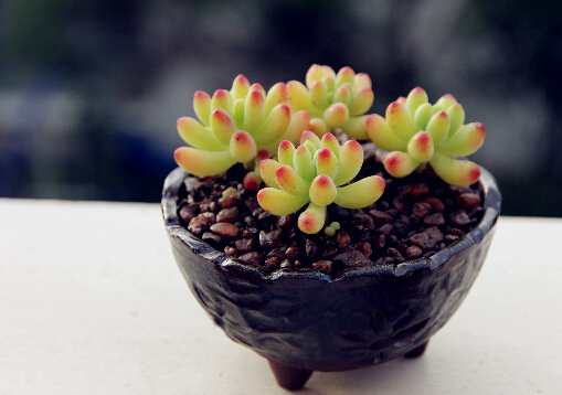 乙女心與家居風(fēng)格的搭配-乙女心的風(fēng)水學(xué)應(yīng)用