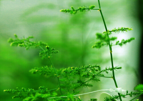 文竹葉子發黃怎么辦-文竹怎么養?