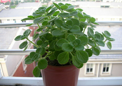 碰碰香有毒嗎？家里有寶寶能養(yǎng)碰碰香嗎？