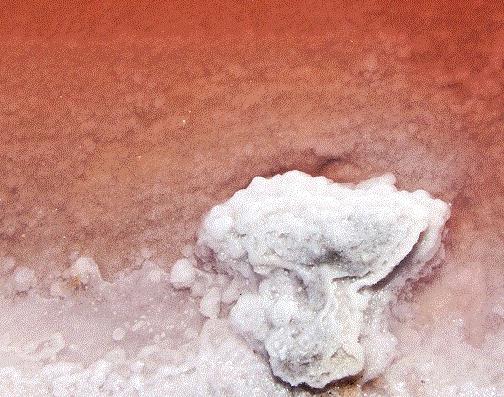 法國驚現“血水湖”：湖水如紅海湖水中的鹽結晶