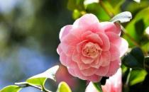 大蒜超防癌，不可不知的防癌蔬菜