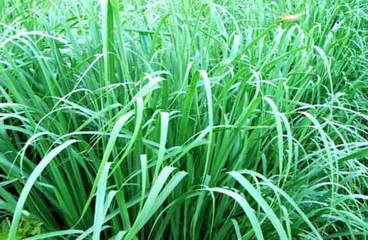 治療疝氣的偏方 幫你趕走疝氣困擾