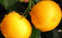 扁桃體發(fā)炎怎么辦？ 偏方幫你防治緩解