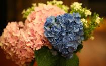 女人怕冷怎么調(diào)節(jié)？畏寒食譜推薦