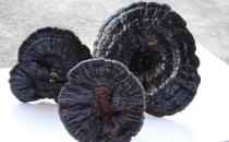 吃靈芝有什么好處？靈芝怎么吃才健康？