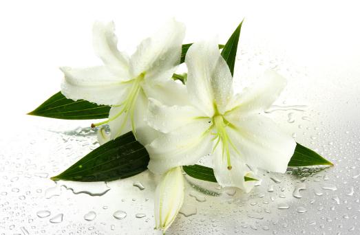 吃百合對女性有什么好處？百合的吃法