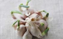 大蒜發芽了還有用嗎？發芽大蒜的獨特功效