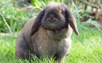 飼養(yǎng)垂耳兔需要注意哪些習(xí)性