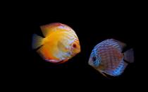 什么原因會導致七彩神仙魚倒立？遇到倒立怎么辦