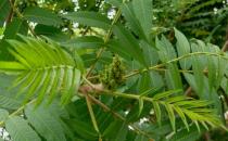 樹如何能產鹽？鹽堿地里的木鹽樹