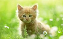 如何訓練貓咪排泄習慣