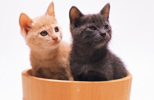 喂養寵物貓需要注意的四大誤區