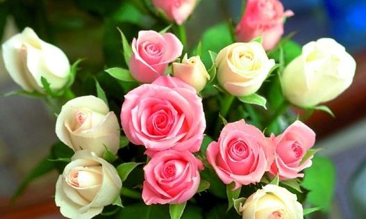 月季 玫瑰 薔薇有什么區別