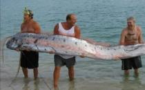 世上99%的人都沒見過，動物“成精”！