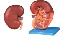 提示！腎不好易中風(fēng)