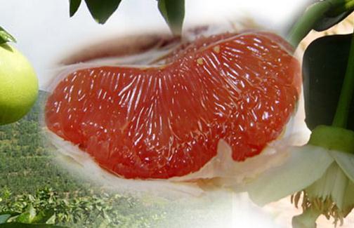 紅心柚子有什么獨(dú)特功效?怎么挑選柚子?