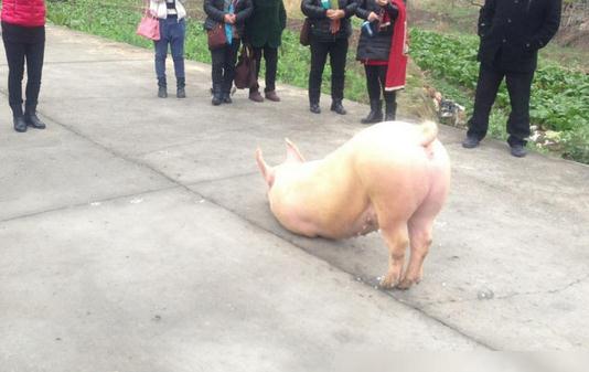 豬也會跪拜，浙江溫州永嘉縣奇聞