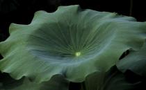 干荷葉泡水喝能減肥 ？