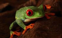 ?世界10大最致命生物，你認識嗎？