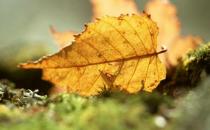 脾胃虛寒怎么辦？脾胃虛寒的癥狀