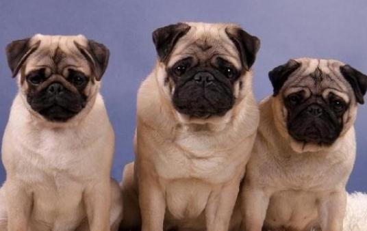 八哥犬多少錢一條？八哥犬如何喂養