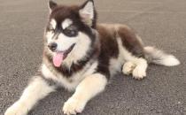 阿拉斯加雪橇犬怎么訓(xùn)練？