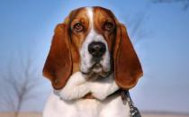 巴吉度犬如何喂養？巴吉度犬是什么？