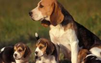 比格犬多少錢一只？比格犬如何喂養？