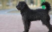 波利犬如何喂養？波利犬多少錢一只？