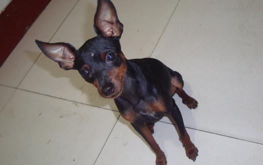 小鹿犬怎么訓(xùn)練？小鹿犬多少錢一條？