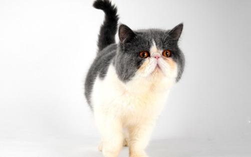 巴厘貓是怎樣的？巴厘貓的生活習性