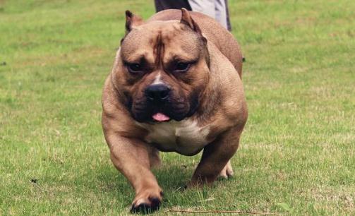 惡霸犬是怎樣的？惡霸犬怎樣喂養？