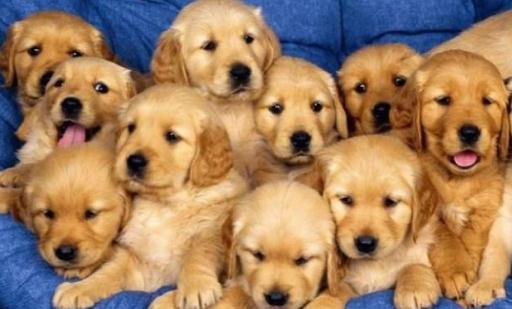 金毛多少錢一條？金毛犬如何喂養？