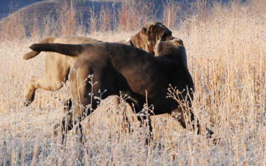 紐波利頓獒犬的簡介-紐波利頓獒犬怎么養？