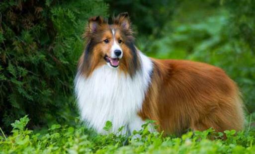 喜樂蒂牧羊犬怎樣訓練?喜樂蒂牧羊犬的簡介