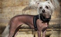 中國冠毛犬的特征-中國冠毛犬喂養方法