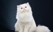 波斯貓的生活習性-波斯貓怎么養？