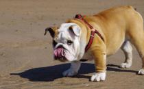 斗牛犬如何喂養？斗牛犬怎么訓練？