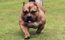 惡霸犬是怎樣的？惡霸犬怎樣喂養(yǎng)？