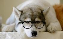 哈士奇怎么訓(xùn)練？哈士奇吃什么？