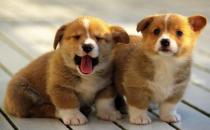 柯基犬如何喂養？柯基犬怎樣訓練？