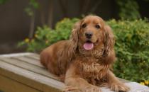 可卡犬多少錢一條？可卡犬怎么訓練？